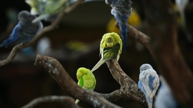 Colorful Small Parrots On A Tree Branch Cleaning Feathers