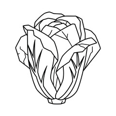 Black and white line drawing of a fresh head of cabbage isolated on white background