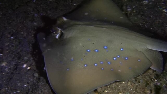 blue spot ray