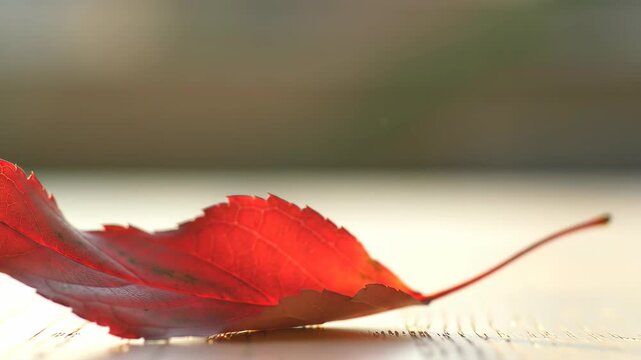 Close-up of vibrant red autumn leaf with natural light. Fall color and detail.