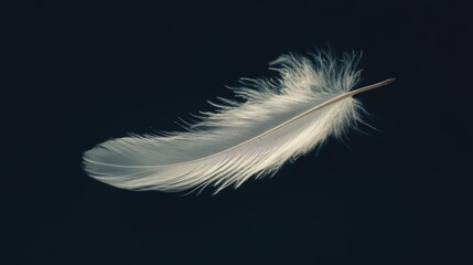 Obraz premium Elegant White Feather Floating Gracefully on a Dark Background, Capturing the Beauty of Nature and Delicate Textures in a Minimalist Scene