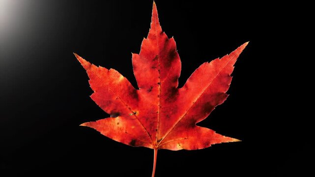 Close-up of a vibrant red maple leaf on black backdrop. Autumn foliage, botanical nature, fall season. Plant leaf, macro shot.