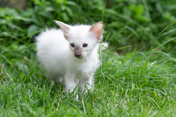 Balinesen K&auml;tzchen auf der Wiese im Garten