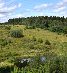 Obraz premium A panorama of a forest in the Krasnogorsk district of Moscow region, Russia.