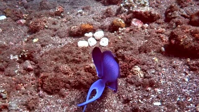 redtoothed triggerfish