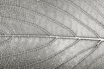leaf natural detailed texture super close up macro color of 2026 year cloud white