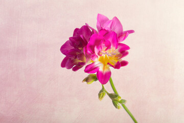 Bl&uuml;hende Freesien