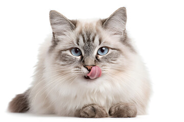 Obraz premium Cute fluffy cat with blue eyes licking its nose in a clean white background setting