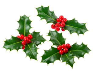 Three vibrant green holly sprigs with bright red berries on black (1)