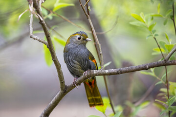 Female silver-eared mesia, Leiothrix argentauris, is a small and colourful species of bird endemic to South East Asia. Perched on a branch and with a foliage background.
