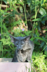 Orientalisch Kurzhaar Kitten im Garten
