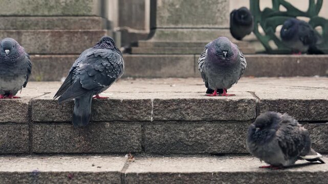 鳩