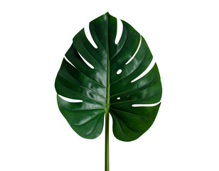 Glossy green Monstera leaf isolated on black background