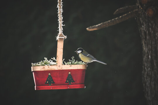 a great tit, parus major, perched on a decorative bird feeder and eating seeds - Powered by Adobe