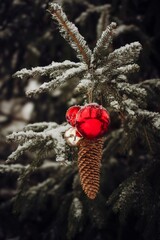 a decorative christmas tree, a spruce, in the garden at a cold frosty winter day in december