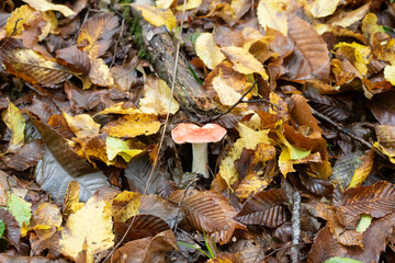 The autumn leaves and mushrooms