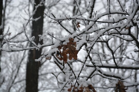 Close-up view of snow-covered branches with a few persistent dry brown oak leaves clinging to the twigs. The image captures a bleak and peaceful winter atmosphere in the forest.