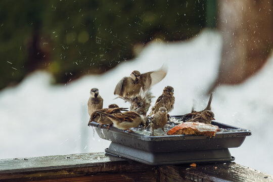 a group of house sparrows bathing in a bird bath at a cold winter day