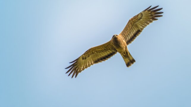 subjugating. Eagle soaring high in clear sky with sharp gaze focused on ground movement. wildlife magazines, conservation campaigns, designed for wildlife conservation campaigns.