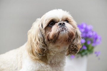 Portr&auml;t eines Shih Tzu