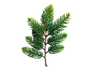 Evergreen sprig with short green needles, isolated on black