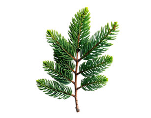 Evergreen sprig with short green needles, isolated on black