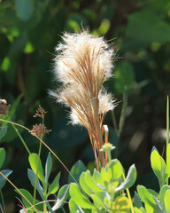 Close-up of fluffy seed heads in a natural, sunlit environment