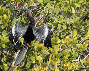 Anhinga bird perched in a tree with wings spread wide