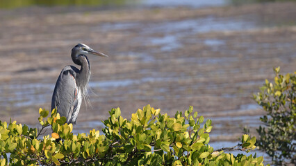 Great blue heron perched on a branch in its natural habitat