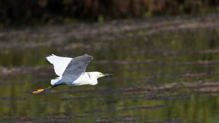Snowy egret in flight over a wetland habitat on a sunny day