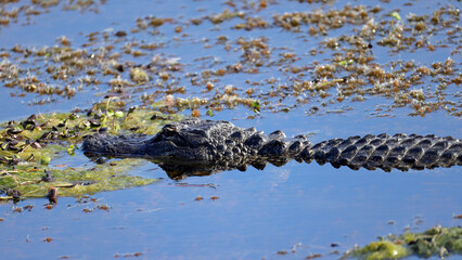 American alligator swims in a swamp, showing head and back in the water