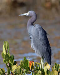 Little blue heron perched on a mangrove branch in natural habitat