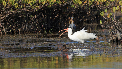 White ibis wading in shallow water with open beak, Florida wildlife