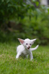 Balinesen K&auml;tzchen im Garten