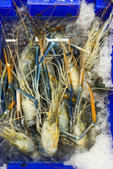 Fresh river prawn on ice in the market for sell