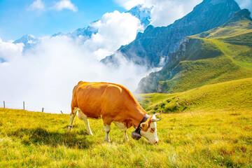 Obraz premium Cow grazing on highland pasture in Swiss Alps