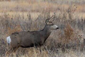 Mule Deer Buck During the Rut in Autumn in Colorado