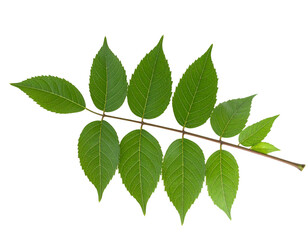 Branch with seven lush green leaves against a black background