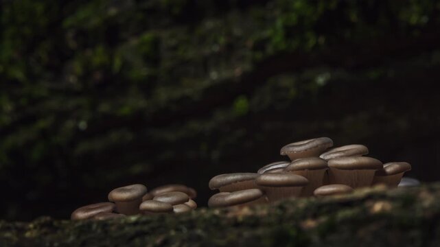 Macro timelapse mushrooms growing between moss-covered pieces of tree bark. Fungi smooth beige caps and delicate gills, illuminated with warm natural light. Organic shapes, natural forest atmosphere