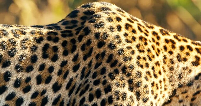 Experience the thrill of the wild with a captivating leopard video featuring its iconic spotted coat and powerful presence in its natural habitat