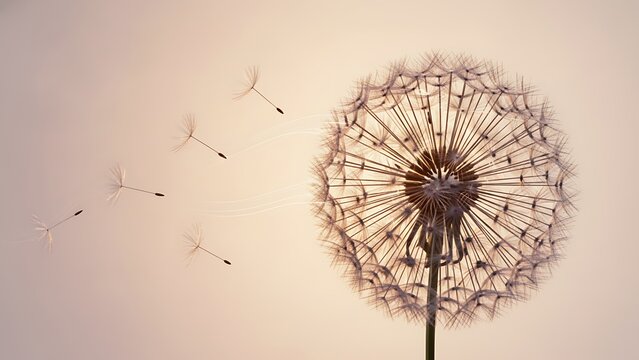 Dandelion seeds floating in a light wind a metaphor for hope new beginnings and letting go