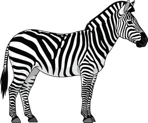 A black and white striped zebra standing in profile against a white background