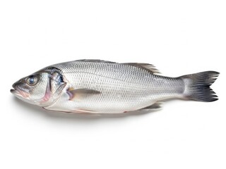 Obraz premium Fresh whole sea bass on a white background