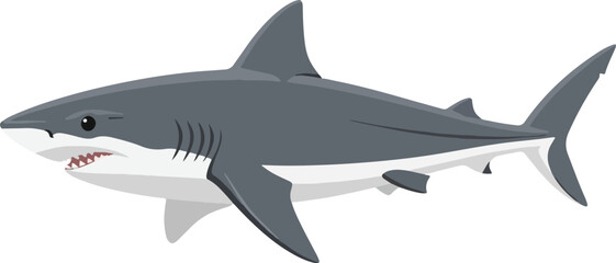 Cartoon illustration of a gray and white shark with visible teeth against a white background