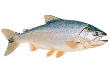 Obraz premium Isolated salmon fish on white background, side view. Fresh seafood concept suitable for food, nutrition, fishing, aquaculture, healthy diet, and culinary marketing.