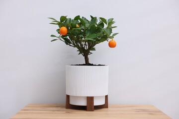 Potted tangerine tree on wooden table near white wall indoors