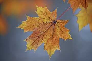 Fototapeta premium Close-up of a vibrant autumn maple leaf with yellow and orange hues against a blurred background