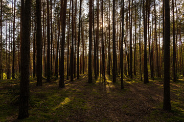 Obraz premium Sunrise or sunset in tall pine forest with long shadows on mossy ground. Nature landscape for tranquility and wilderness. Natural scenic view for wallpaper design.
