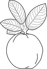 Guava Outline Illustration in Line Art for Botanical Design Use