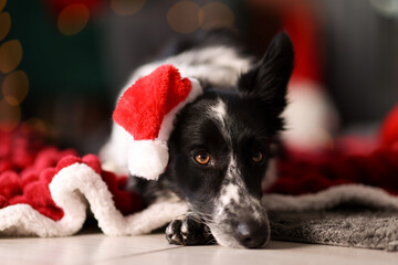 Cute dog in Santa hat at home. Christmas atmosphere